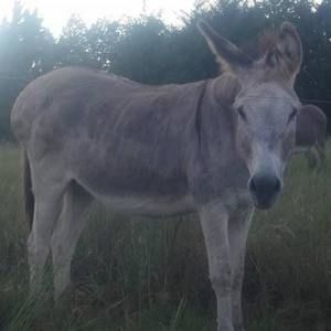 Meet your Posher, Jean